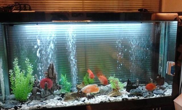 魚缸可不可以不換水養魚呢，如何自制魚缸過濾系統