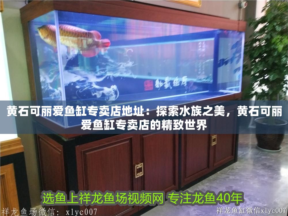 黃石可麗愛魚缸專賣店地址：探索水族之美，黃石可麗愛魚缸專賣店的精致世界