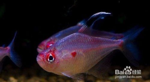 中國(guó)最貴的龍魚(yú)排名榜前十名：探秘中國(guó)龍魚(yú)界天價(jià)傳奇，最貴龍魚(yú)排名榜背后的奧秘 中國(guó)最貴的龍魚(yú)排名榜前十名：探秘中國(guó)龍魚(yú)界天價(jià)傳奇，最貴龍魚(yú)排名榜背后的奧秘 龍魚(yú)百科 第3張