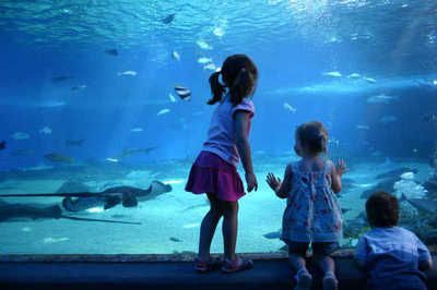 水族館店鋪里有什么動物名字