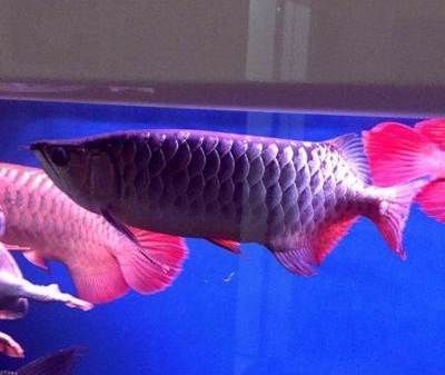 過背金龍魚10多斤能長多大呢怎么回事啊：過背金龍魚10多斤能長多大