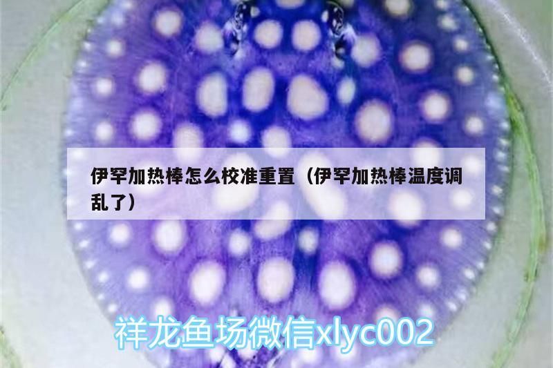 紅龍魚用黃燈烤有用嗎 伊罕加熱棒怎么校準重置(伊罕加熱棒溫度調亂了) 伊罕水族 伊罕加熱棒怎么校準重置(伊罕加熱棒溫度調亂了) 伊罕加熱棒怎么校準重置(伊罕加熱棒溫度調亂了) 伊罕水族