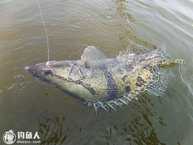 金龍魚用馬印原子光盒：金龍魚使用馬印原子光盒可以增強發色和提高觀賞價值