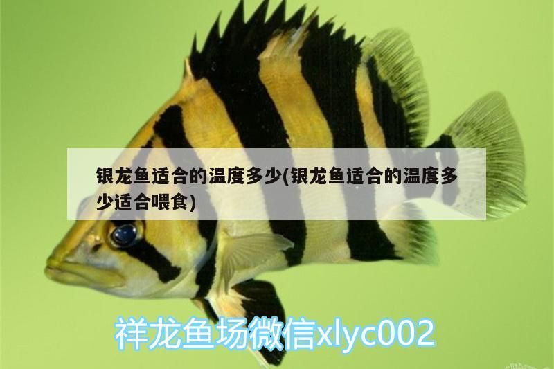 銀龍魚適合的溫度多少(銀龍魚適合的溫度多少適合喂食)