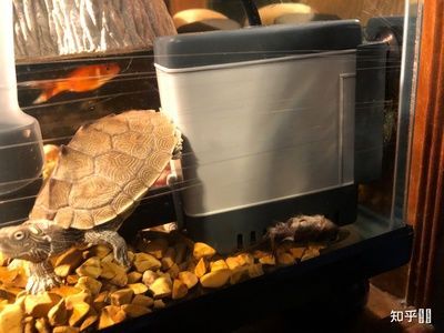 混養水族箱的美觀布置技巧，混養水族箱的美觀布置技巧有哪些？
