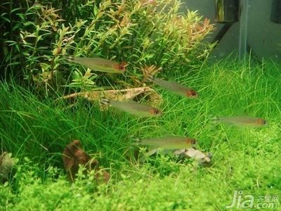 混養水族箱的美觀布置技巧，混養水族箱的美觀布置技巧有哪些？