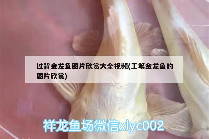 過背金龍魚圖片欣賞大全視頻(工筆金龍魚的圖片欣賞) 過背金龍魚圖片欣賞大全視頻(工筆金龍魚的圖片欣賞) 金龍魚百科