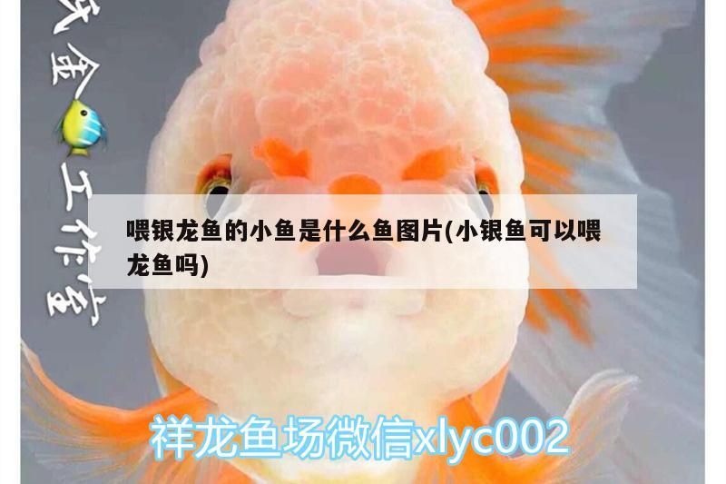 喂銀龍魚的小魚是什么魚圖片(小銀魚可以喂龍魚嗎)