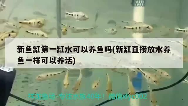 新魚缸第一缸水可以養魚嗎(新缸直接放水養魚一樣可以養活)