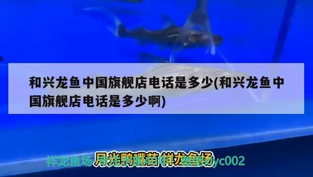 和興龍魚中國旗艦店電話是多少(和興龍魚中國旗艦店電話是多少啊) 和興龍魚中國旗艦店電話是多少(和興龍魚中國旗艦店電話是多少啊) 和興紅龍