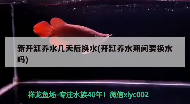 新開缸養水幾天后換水(開缸養水期間要換水嗎)