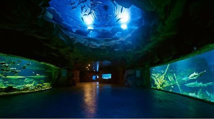 水族館盈利模式有哪些類型（上海水族館的盈利模式）