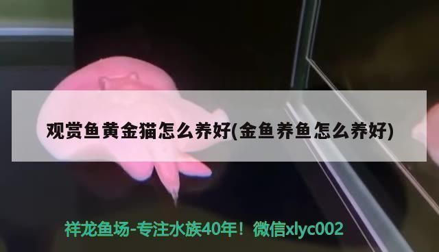 黃金貓魚飼料與活餌對(duì)比（黃金貓魚飼料與活餌各有優(yōu)缺點(diǎn)）