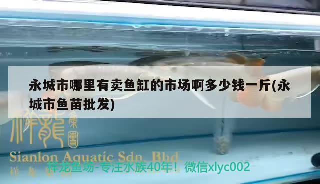 永城市哪里有賣魚缸的市場啊多少錢一斤(永城市魚苗批發)