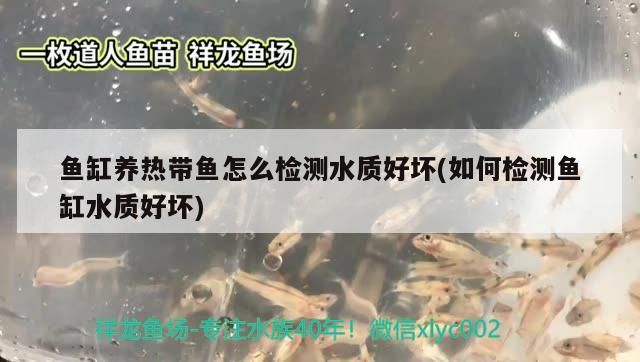 魚缸養(yǎng)熱帶魚怎么檢測(cè)水質(zhì)好壞(如何檢測(cè)魚缸水質(zhì)好壞)