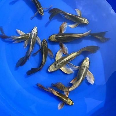 黃金龍錦鯉魚怎么養