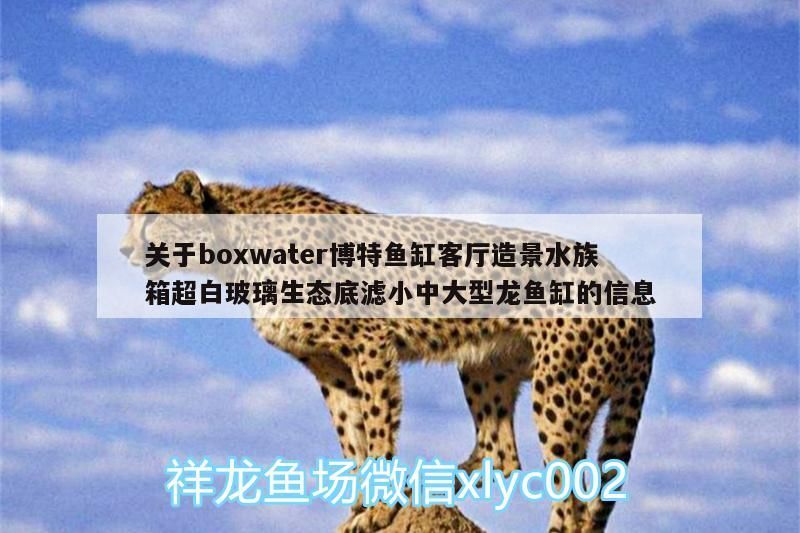 關于boxwater博特魚缸客廳造景水族箱超白玻璃生態底濾小中大型龍魚缸的信息