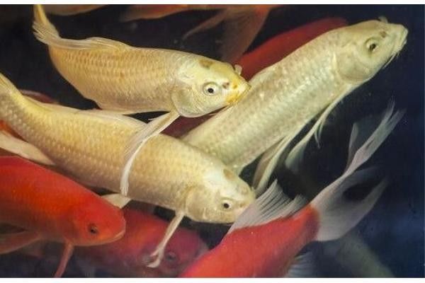 海南觀賞魚有哪些種類（全球觀賞魚種類大盤點）