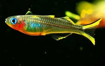 海南觀賞魚有哪些種類（全球觀賞魚種類大盤點）