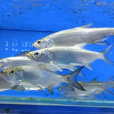 魚缸用增氧泵價格是多少:魚缸增氧機-xtrac增氧機-xtrac增氧機 和興龍魚中國旗艦店官網電話 和興紅龍 和興龍魚中國旗艦店官網電話 和興龍魚中國旗艦店官網電話 和興紅龍