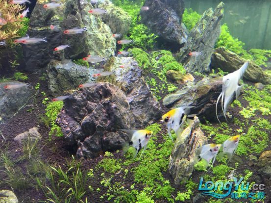 龍魚之巔超級訪問第三十七期——仟湖新加坡研發部楊經理