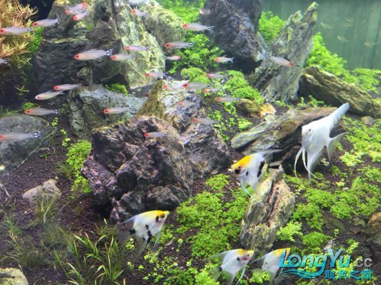 龍魚之巔超級訪問第三十七期——仟湖新加坡研發部楊經理 龍魚之巔超級訪問第三十七期——仟湖新加坡研發部楊經理 仟湖 第4張