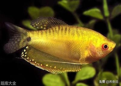 白色淡水魚觀賞魚（白色淡水魚觀賞魚有哪些種類）
