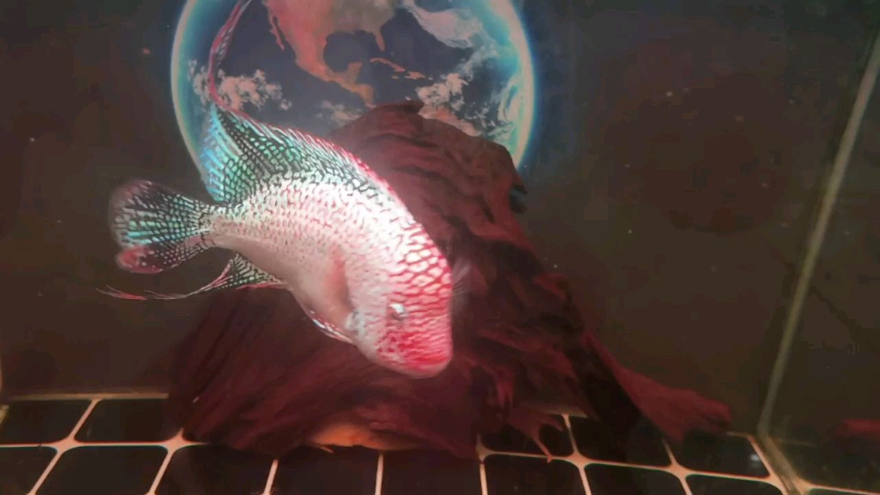 龍魚鰓蓋白點病的治療方法，如何治療龍魚鰓蓋白點病