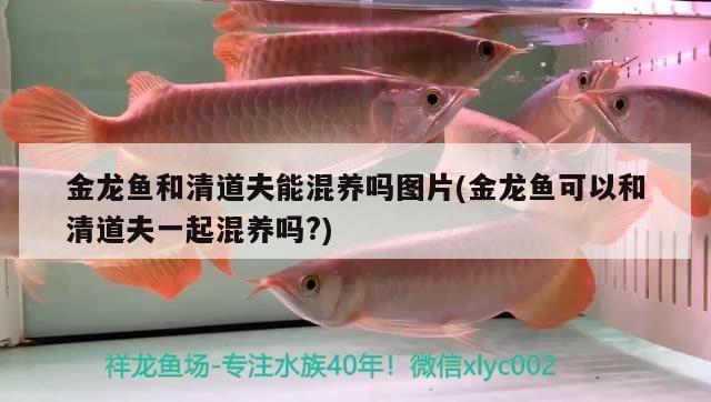 金龍魚和清道夫能混養嗎圖片(金龍魚可以和清道夫一起混養嗎?)