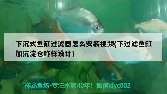 下沉式魚缸過濾器怎么安裝視頻(下過濾魚缸加沉淀倉咋樣設(shè)計(jì)) 下沉式魚缸過濾器怎么安裝視頻(下過濾魚缸加沉淀倉咋樣設(shè)計(jì)) 元寶鳳凰魚百科