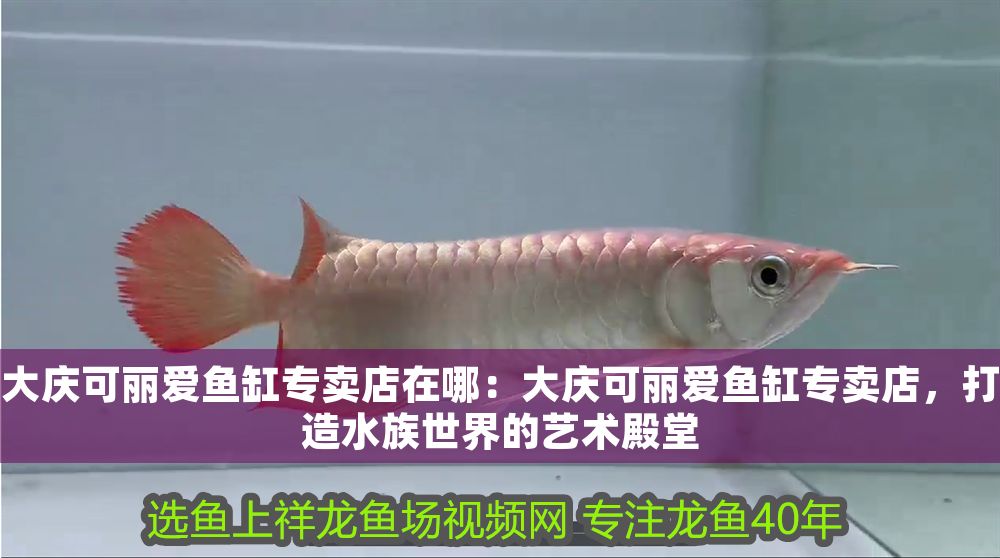 大慶可麗愛魚缸專賣店在哪：大慶可麗愛魚缸專賣店，打造水族世界的藝術(shù)殿堂