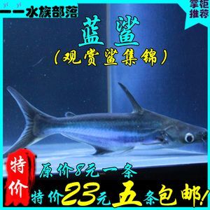 寵物鯊魚多少錢一只（寵物鯊魚價格大小和市場需求不同，寵物鯊魚價格因素有所不同）