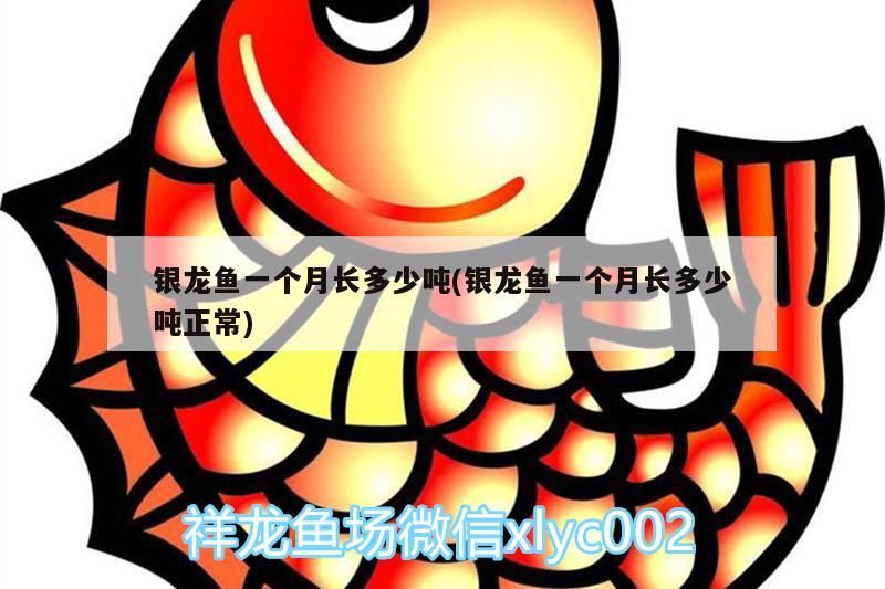 銀龍魚一個月長多少噸(銀龍魚一個月長多少噸正常)