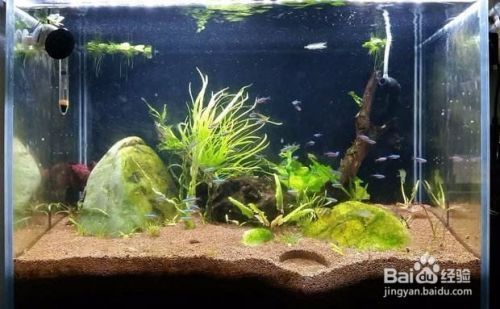 龍魚(yú)傷口潰爛怎么辦用什么藥vs祥龍魚(yú)場(chǎng)：如何龍魚(yú)常見(jiàn)疾病防治,龍魚(yú)傷口護(hù)理方法