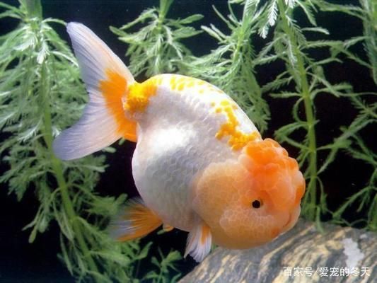 金老虎魚日常護理要點，如何預防金老虎魚白點病，金老虎魚社交互動技巧