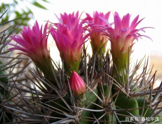 金老虎魚日常護理要點，如何預防金老虎魚白點病，金老虎魚社交互動技巧