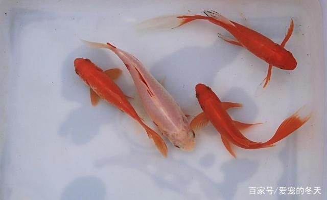 金老虎魚日常護理要點，如何預防金老虎魚白點病，金老虎魚社交互動技巧