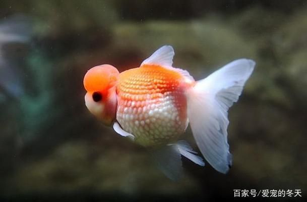 金老虎魚日常護理要點，如何預防金老虎魚白點病，金老虎魚社交互動技巧