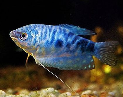 紅色觀賞魚吃什么食物最好（紅色觀賞魚的營養均衡的營養均衡的營養均衡的營養均衡）