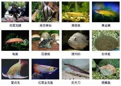 星點金龍魚體色變化規律：星點金龍魚體色變化規律與金龍魚的一般體色變化規律