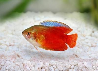互動性好的觀賞魚（觀賞魚界的扛把子） 互動性好的觀賞魚（觀賞魚界的扛把子） 李亞四龍魚