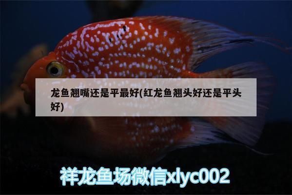 龍魚吃白條魚好嗎vs祥龍魚場：龍魚吃白條魚好嗎