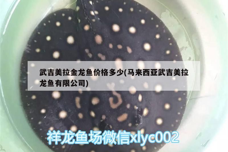 武吉美拉金龍魚價格多少(馬來西亞武吉美拉龍魚有限公司)