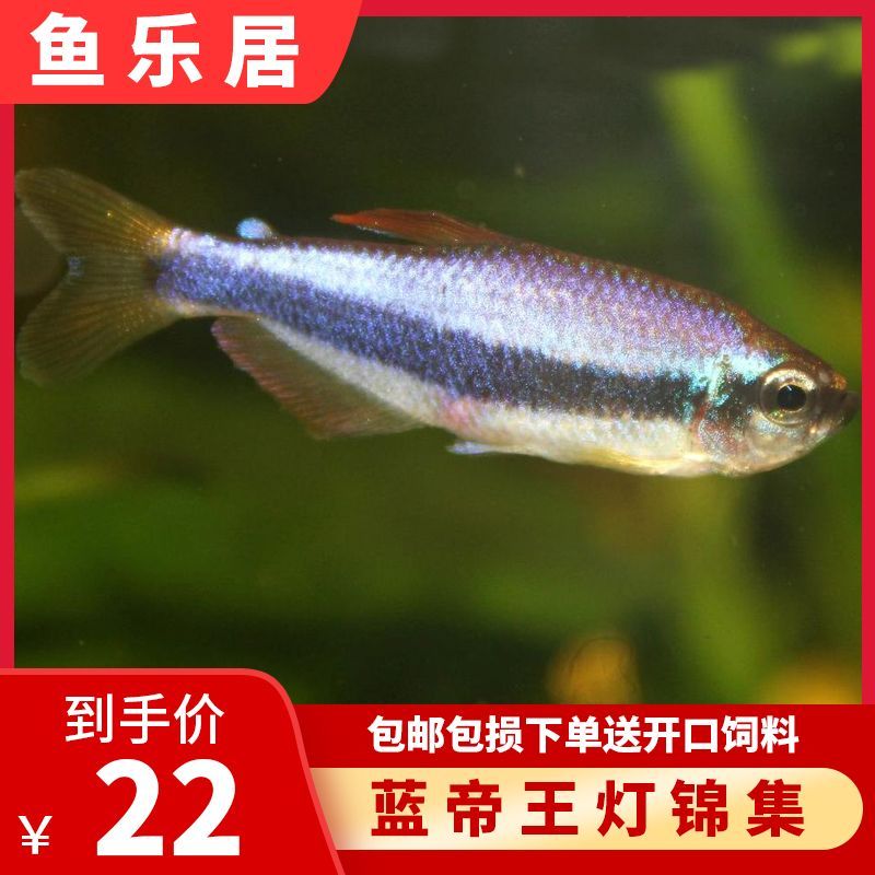 廣東淡水觀賞魚品種排名（廣東地區(qū)常見的淡水觀賞魚品種有哪些？）