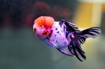 廣東淡水觀賞魚品種排名（廣東地區(qū)常見的淡水觀賞魚品種有哪些？）