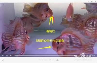 進(jìn)口元寶鳳凰魚能長多大：元寶鳳凰魚的成年體長一般在10-12cm，但有潛力長到20cm