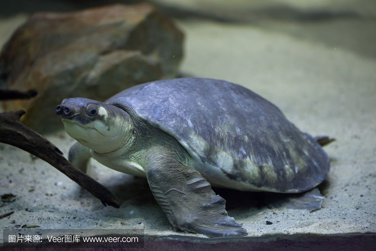 豬鼻龜是野生動物嗎圖片：豬鼻龜是野生動物嗎