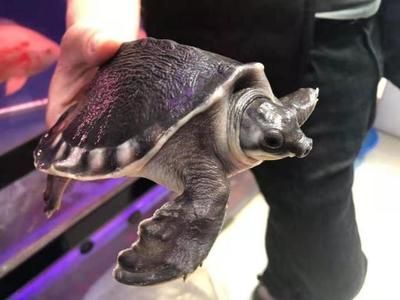 豬鼻龜是野生動物嗎圖片：豬鼻龜是野生動物嗎