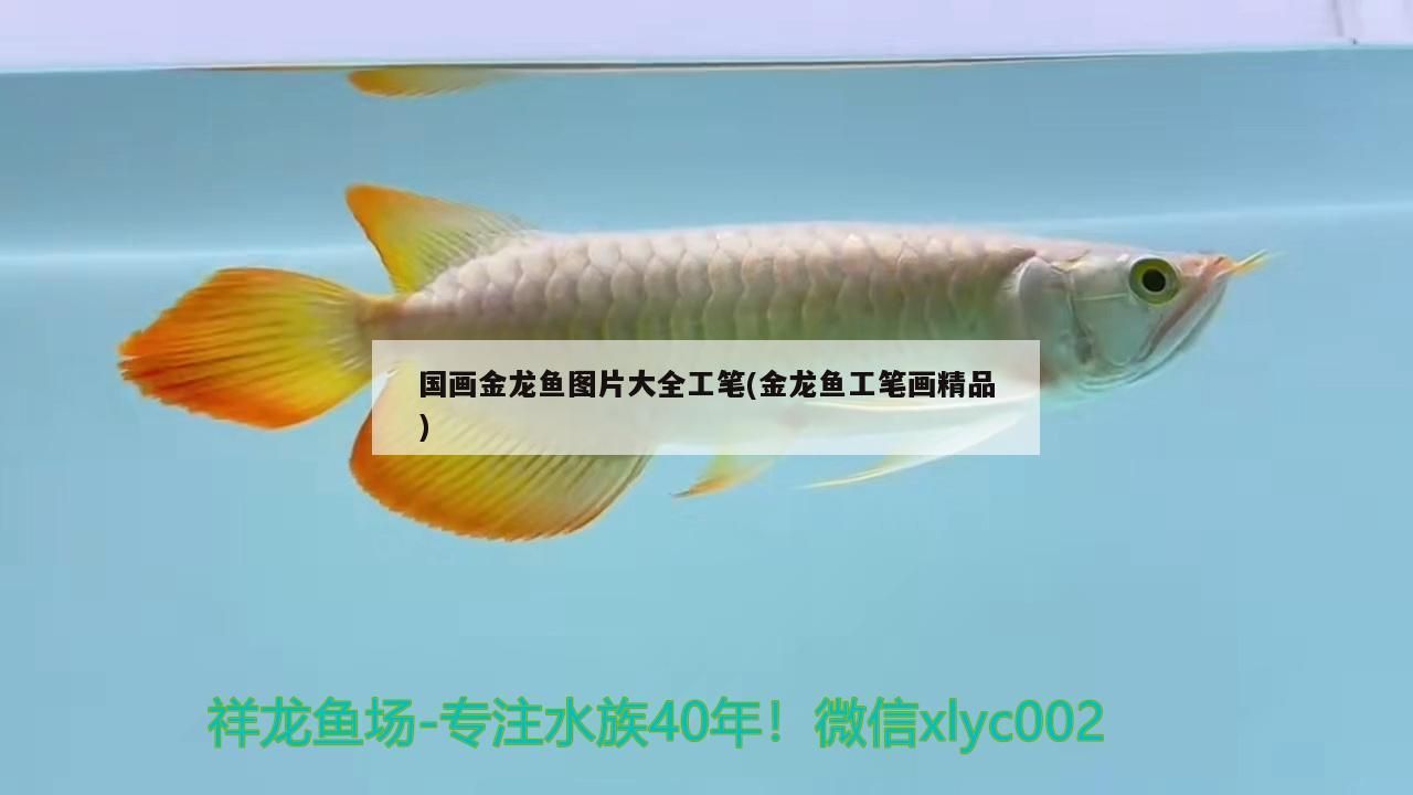 雷龍魚能和銀龍魚混養嗎圖片（ 雷龍魚和銀板魚可以混養嗎）