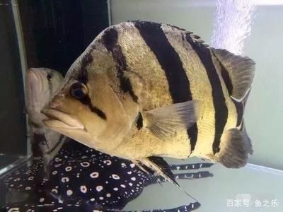 泰國虎魚市場價格趨勢分析，泰國虎魚市場價格波動原因分析泰國虎魚市場價格波動原因